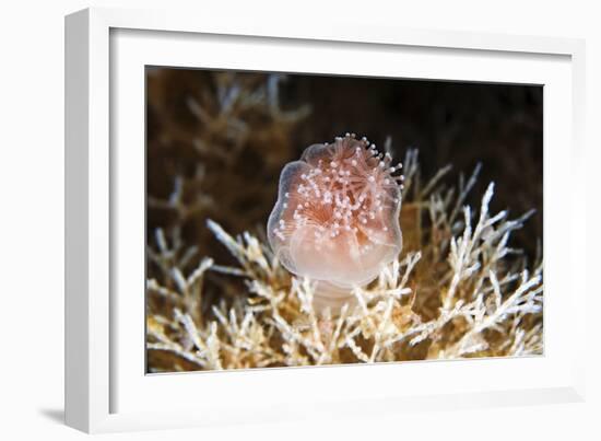 Stalked Jellyfish Eating a Shrimp-Alexander Semenov-Framed Photographic Print