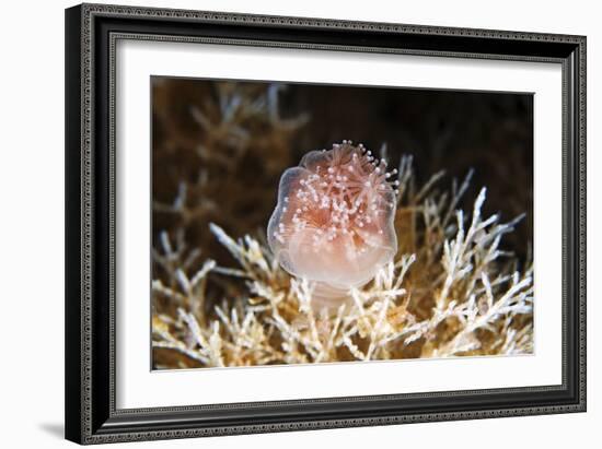 Stalked Jellyfish Eating a Shrimp-Alexander Semenov-Framed Photographic Print