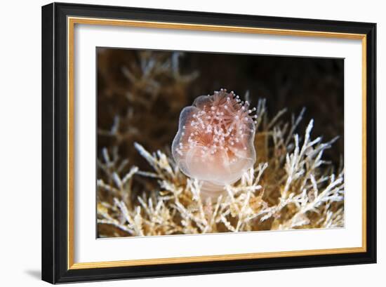 Stalked Jellyfish Eating a Shrimp-Alexander Semenov-Framed Photographic Print