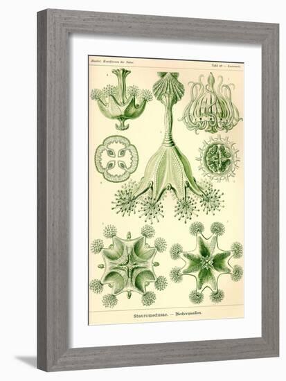 Stalked Jellyfish-Ernst Haeckel-Framed Art Print