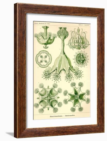 Stalked Jellyfish-Ernst Haeckel-Framed Art Print