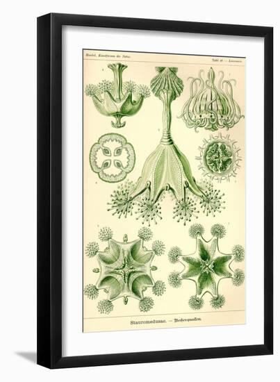 Stalked Jellyfish-Ernst Haeckel-Framed Art Print