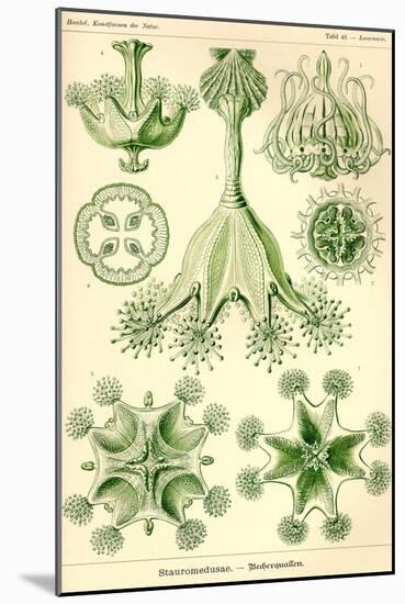 Stalked Jellyfish-Ernst Haeckel-Mounted Art Print