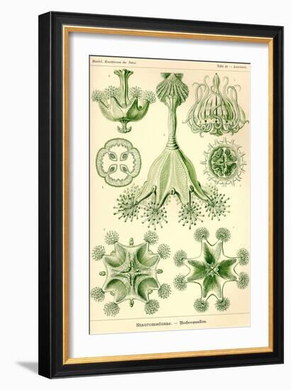 Stalked Jellyfish-Ernst Haeckel-Framed Art Print