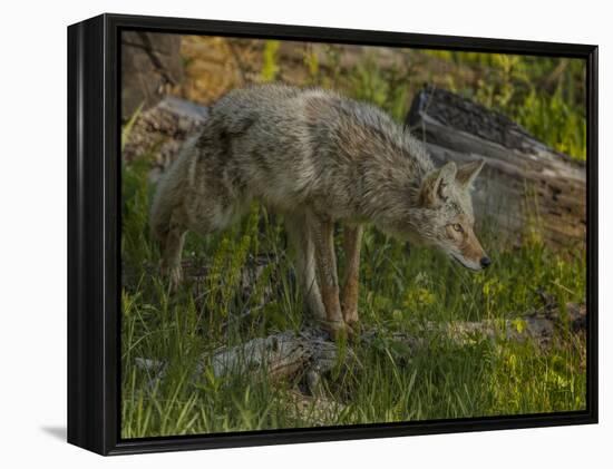 Stalking Coyote YNP-Galloimages Online-Framed Premier Image Canvas