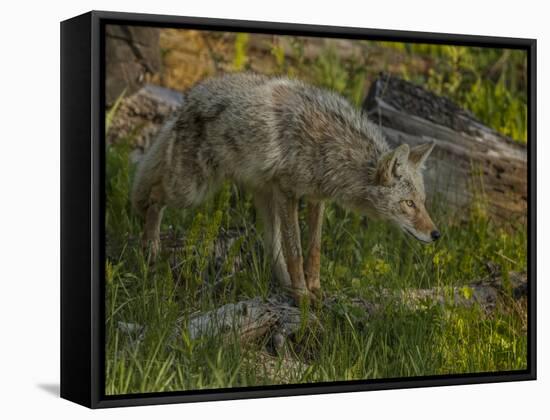 Stalking Coyote YNP-Galloimages Online-Framed Premier Image Canvas