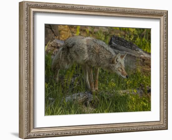 Stalking Coyote YNP-Galloimages Online-Framed Photographic Print