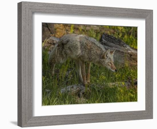 Stalking Coyote YNP-Galloimages Online-Framed Photographic Print