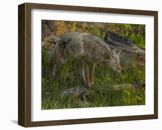 Stalking Coyote YNP-Galloimages Online-Framed Photographic Print