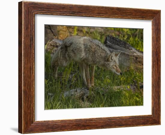 Stalking Coyote YNP-Galloimages Online-Framed Photographic Print