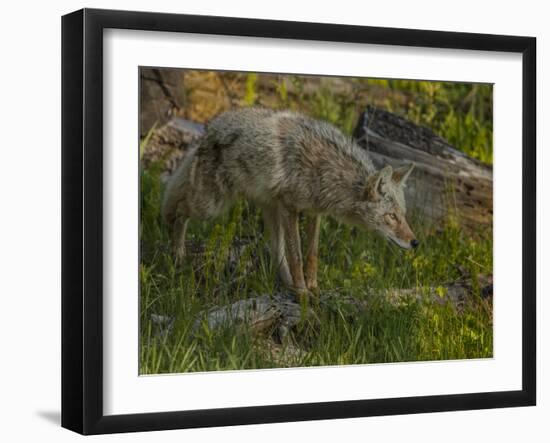 Stalking Coyote YNP-Galloimages Online-Framed Photographic Print