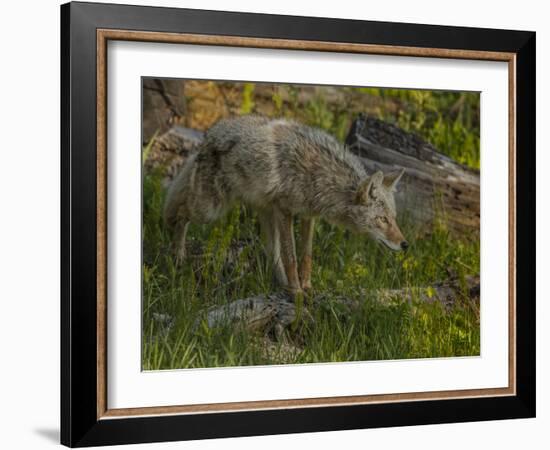 Stalking Coyote YNP-Galloimages Online-Framed Photographic Print