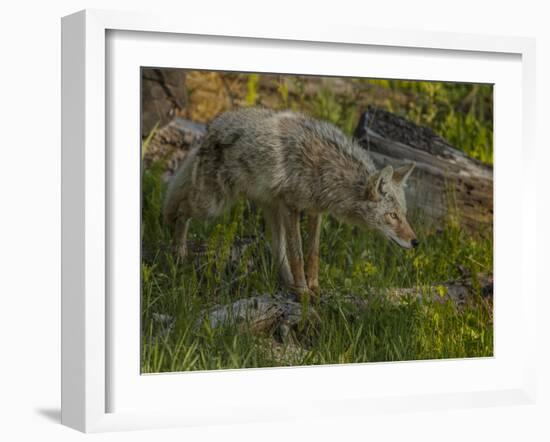 Stalking Coyote YNP-Galloimages Online-Framed Photographic Print