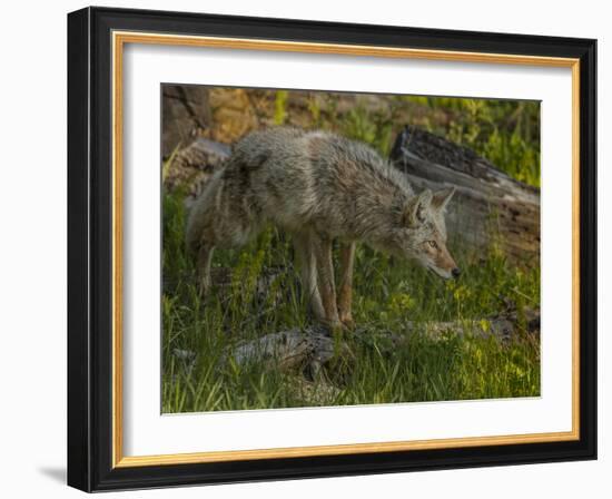 Stalking Coyote YNP-Galloimages Online-Framed Photographic Print