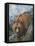 Stalking His Prey-Robert Wavra-Framed Premier Image Canvas