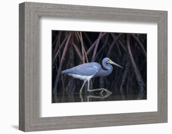 Stalking in the Mangroves-Greg Barsh-Framed Photographic Print