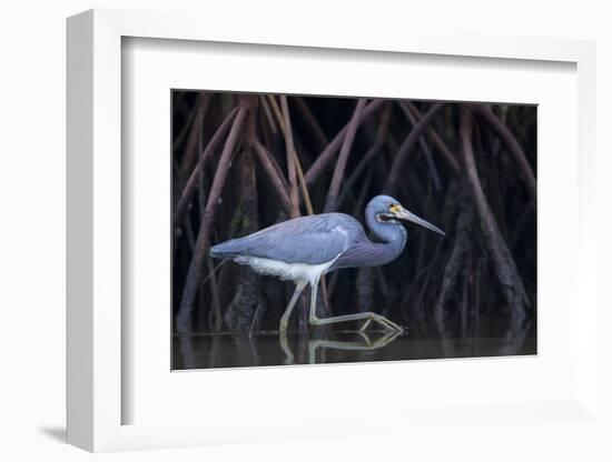 Stalking in the Mangroves-Greg Barsh-Framed Photographic Print