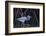 Stalking in the Mangroves-Greg Barsh-Framed Photographic Print