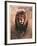 Stalking Lion-Nancy Glazier-Framed Collectable Print