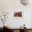 Stalking Tiger-Rosa Bonheur-Framed Giclee Print displayed on a wall
