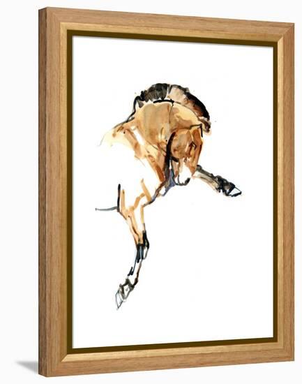 Stallion (Przewalski), 2013-Mark Adlington-Framed Premier Image Canvas