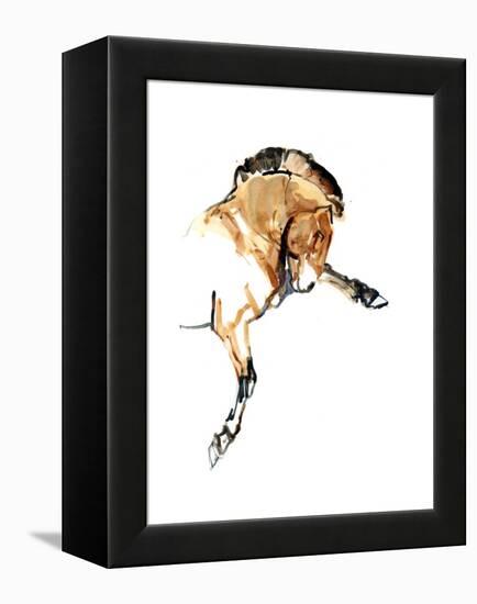 Stallion (Przewalski), 2013-Mark Adlington-Framed Premier Image Canvas