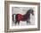 Stallion Strut 1-Julian Dimitrov-Framed Art Print