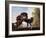 Stallions Fighting-George Stubbs-Framed Giclee Print