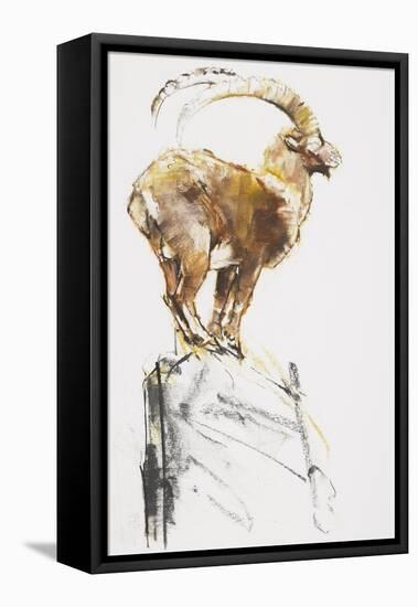 Stambecco d'Oro, 2005-Mark Adlington-Framed Premier Image Canvas