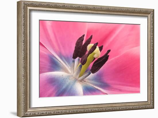 Stamen Anther Style Anatomy of Cultivated Tulip Flower-Yon Marsh-Framed Photographic Print