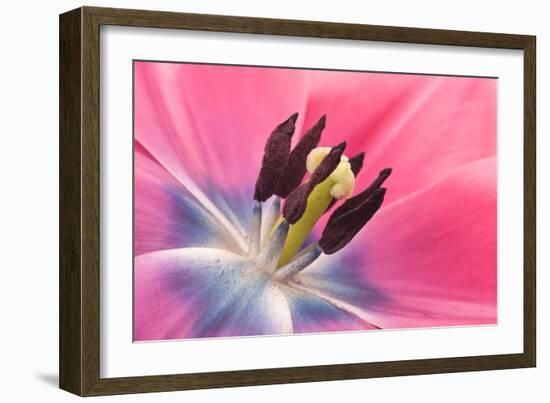 Stamen Anther Style Anatomy of Cultivated Tulip Flower-Yon Marsh-Framed Photographic Print
