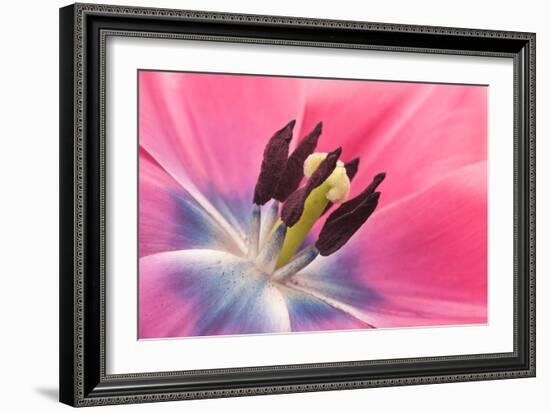 Stamen Anther Style Anatomy of Cultivated Tulip Flower-Yon Marsh-Framed Photographic Print