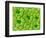 Stamen of Heartleaf Plant-Micro Discovery-Framed Photographic Print