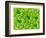 Stamen of Heartleaf Plant-Micro Discovery-Framed Photographic Print