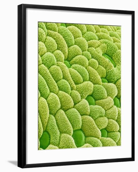 Stamen of Heartleaf Plant-Micro Discovery-Framed Photographic Print