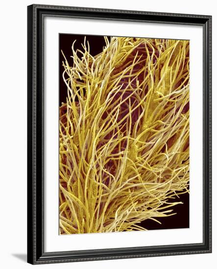 Stamen of Oleander-Micro Discovery-Framed Photographic Print