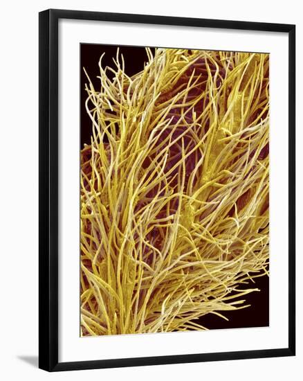 Stamen of Oleander-Micro Discovery-Framed Photographic Print