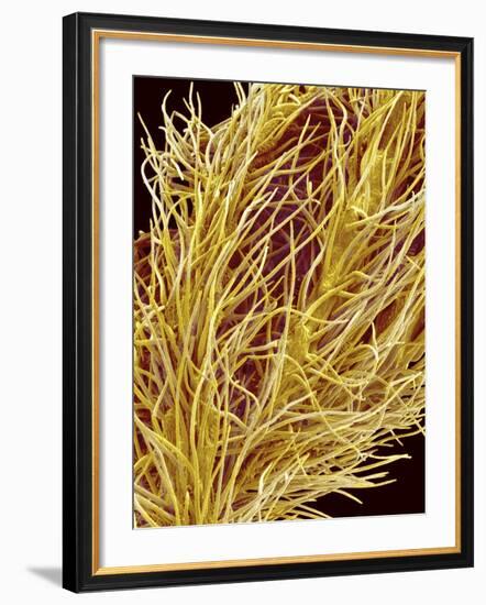 Stamen of Oleander-Micro Discovery-Framed Photographic Print