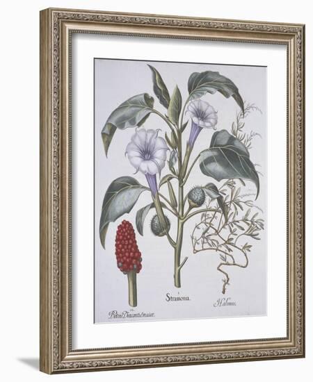 Stamonia-Basilius Besler-Framed Giclee Print