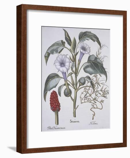 Stamonia-Basilius Besler-Framed Giclee Print