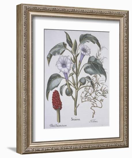 Stamonia-Basilius Besler-Framed Giclee Print