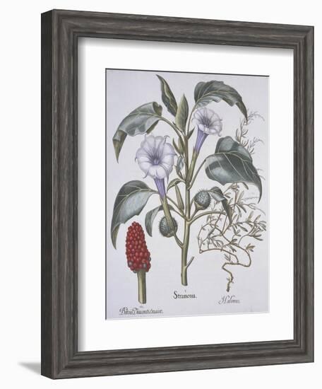 Stamonia-Basilius Besler-Framed Giclee Print