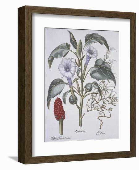 Stamonia-Basilius Besler-Framed Giclee Print