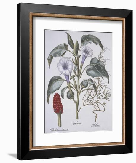 Stamonia-Basilius Besler-Framed Giclee Print