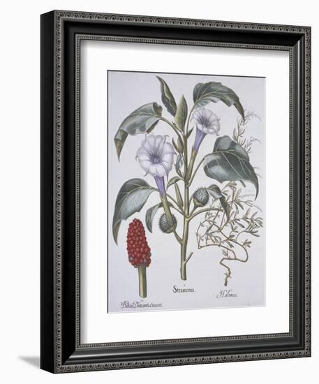 Stamonia-Basilius Besler-Framed Giclee Print