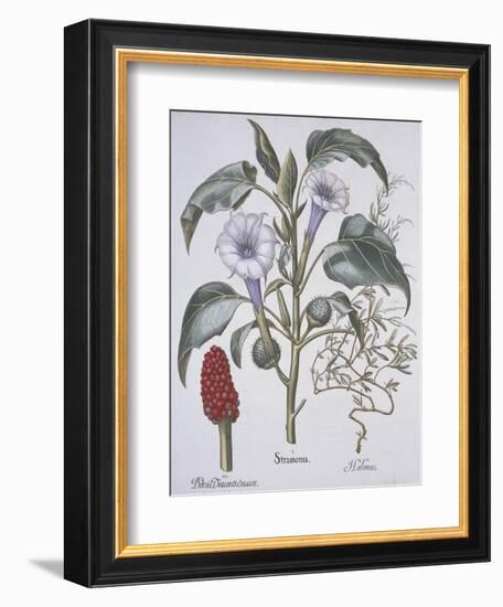 Stamonia-Basilius Besler-Framed Giclee Print