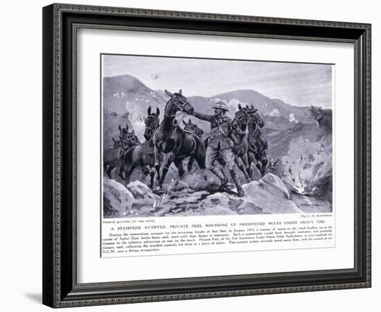 Stampede Averted Private Peel Rounding Up Frightened Mules at Sari Bair August 1915-George Derville Rowlandson-Framed Giclee Print