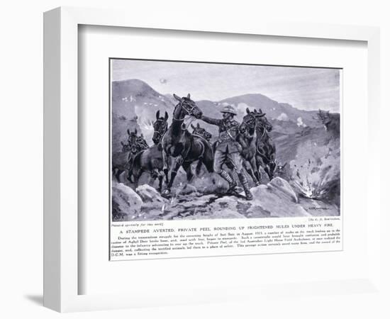 Stampede Averted Private Peel Rounding Up Frightened Mules at Sari Bair August 1915-George Derville Rowlandson-Framed Giclee Print