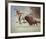 Stampede-Harry Bishop-Framed Premium Giclee Print