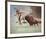 Stampede-Harry Bishop-Framed Premium Giclee Print